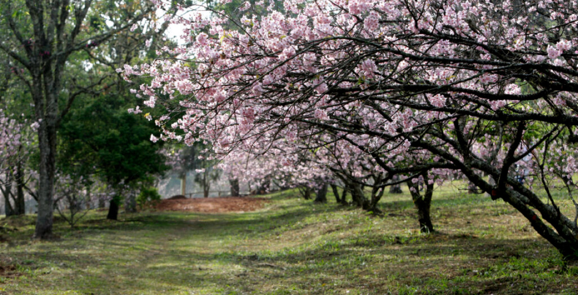 Festa das Cerejeiras celebra flores, cultura e comida do Japão no parque do Carmo em SP