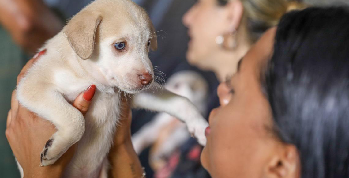 Campanha de castração de cães e gatos gratuita oferece 1,8 mil vagas na próxima semana