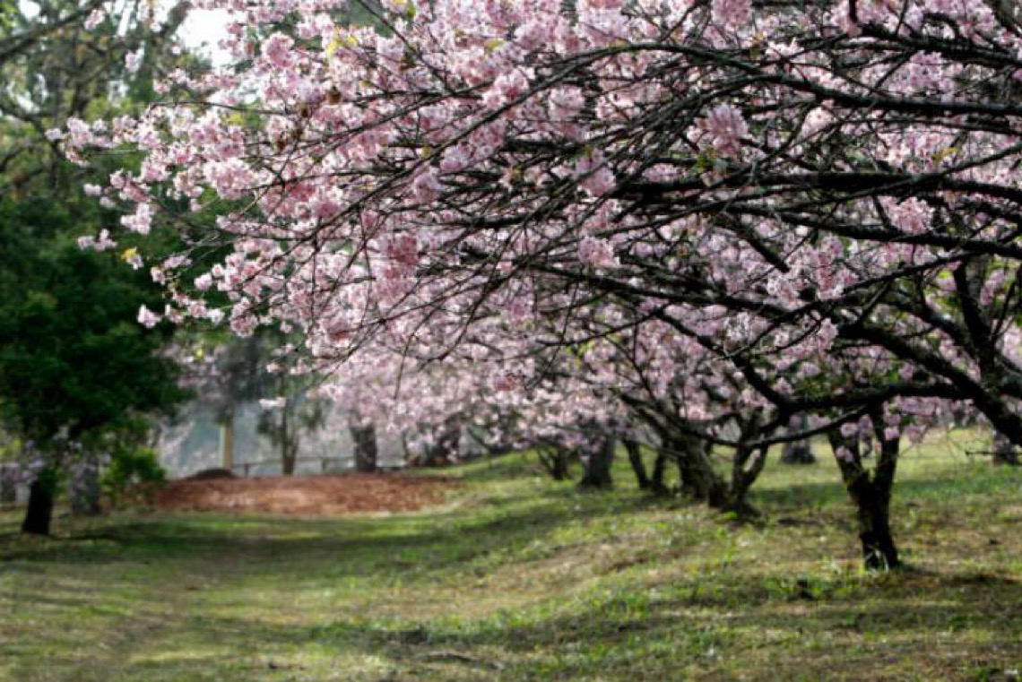 Festa das Cerejeiras celebra flores, cultura e comida do Japão no parque do Carmo em São Paulo