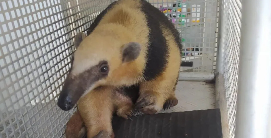 Como agir ao encontrar um animal silvestre em perigo no Distrito Federal, evite contato com o bicho