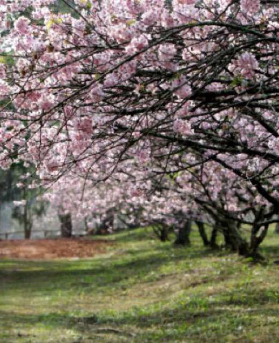 Festa das Cerejeiras celebra flores, cultura e comida do Japão em SP