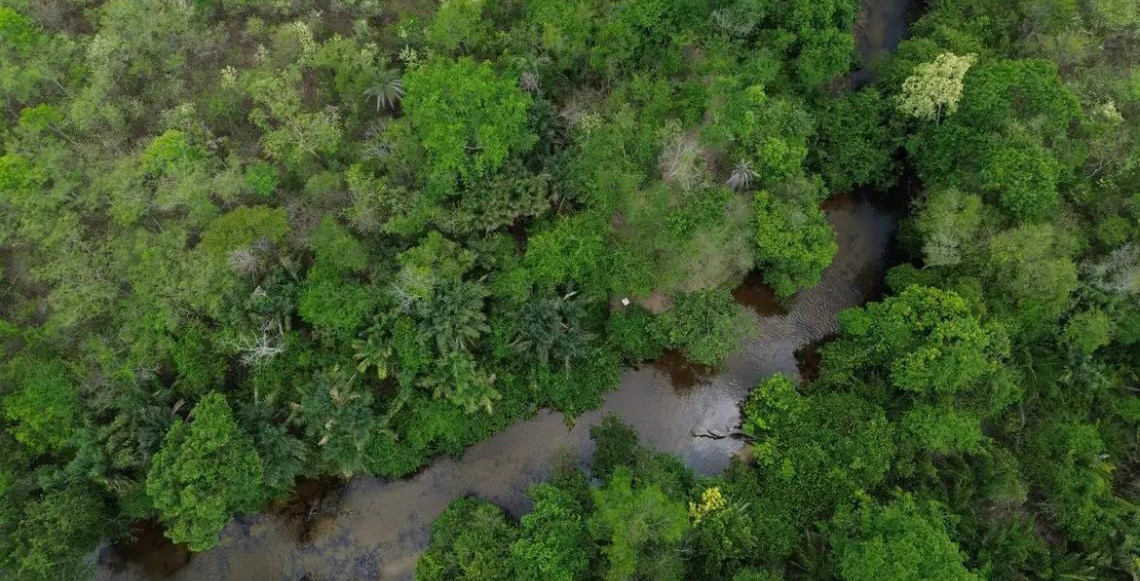 Projeto busca restaurar 600 mil hectares de vegetação nativa no Brasil