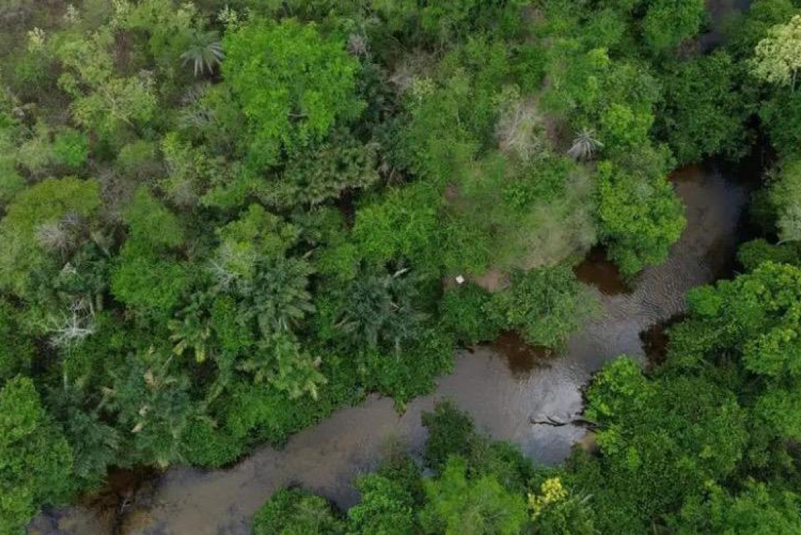 Projeto Restaura Biomas busca restaurar 600 mil hectares de vegetação nativa no Brasil