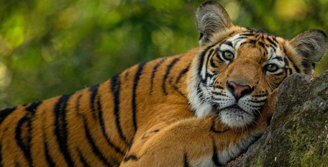 Ação internacional desmantela redes criminosas de tráfico de animais e plantas