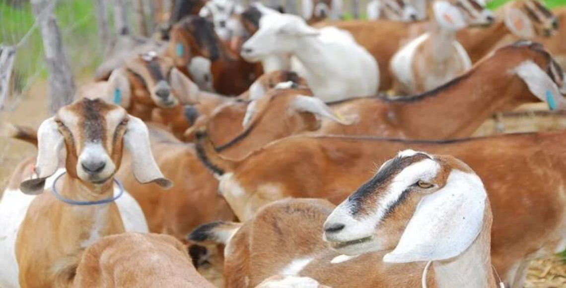 Marrocos suspende tarifa de ovinos e carne bovina, medida vale até 31 de dezembro