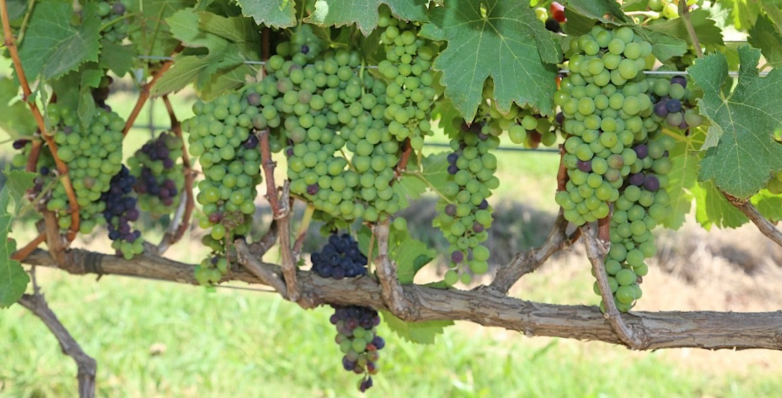 Feira da Uva e do Vinho altera o trânsito em Planaltina, no Distrito Federal