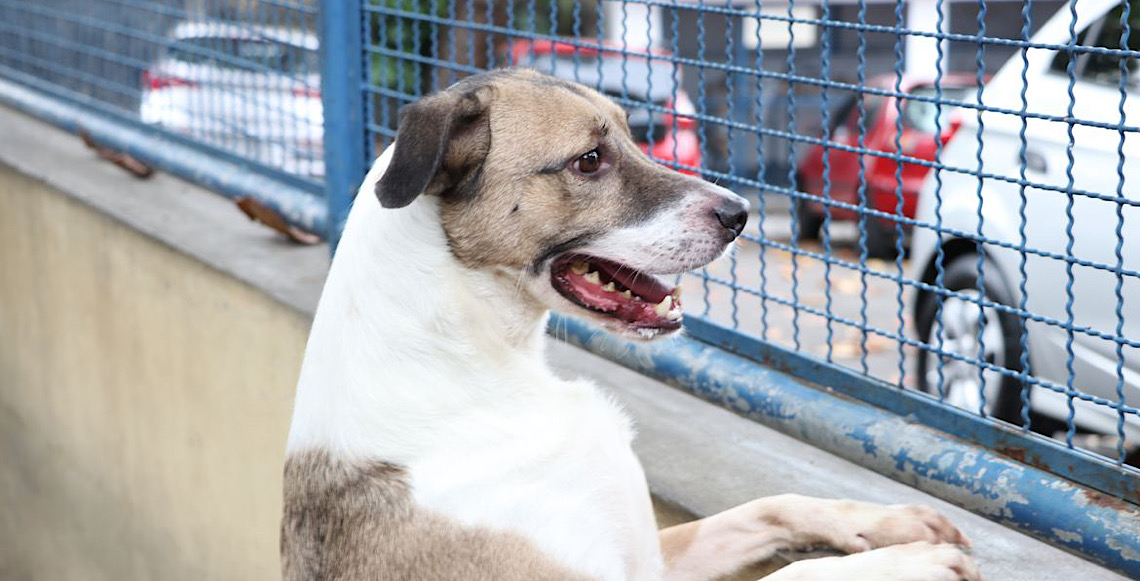 Cérebro de cachorros capta várias emoções no rosto humano, segundo estudo