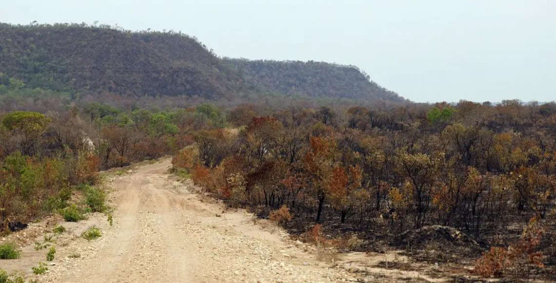 Mapbiomas: Menor vegetação nativa expõe mais o país ao El Niño