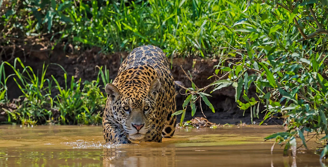 De onça-pintada a bem-te-vi, inverno muda comportamento da fauna brasileira