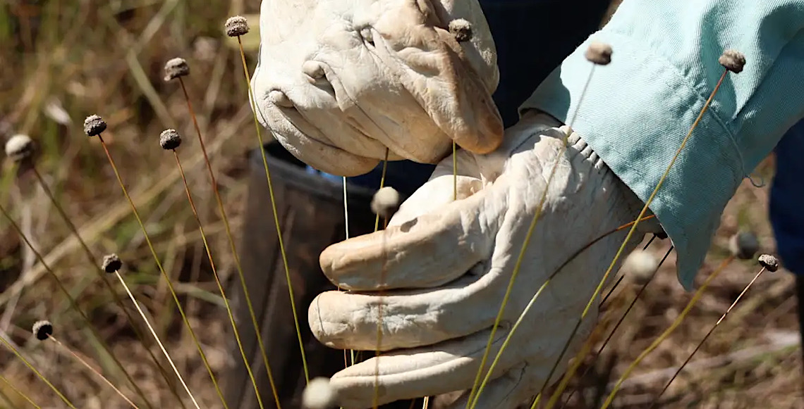 Pesquisadores encontram plantas consideradas extintas há 30 anos 