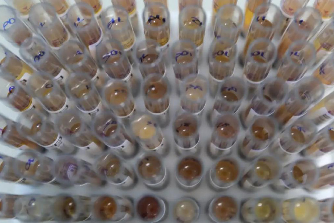 Uso de medicamento oferecido no Sistema Único de Saúde reduz casos de malária no Brasil