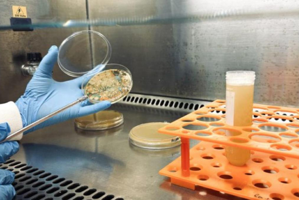 No Brasil, bioinsumos movimentam R$ 7 bi e 'sequestram' 280 milhões de toneladas de CO₂ por ano