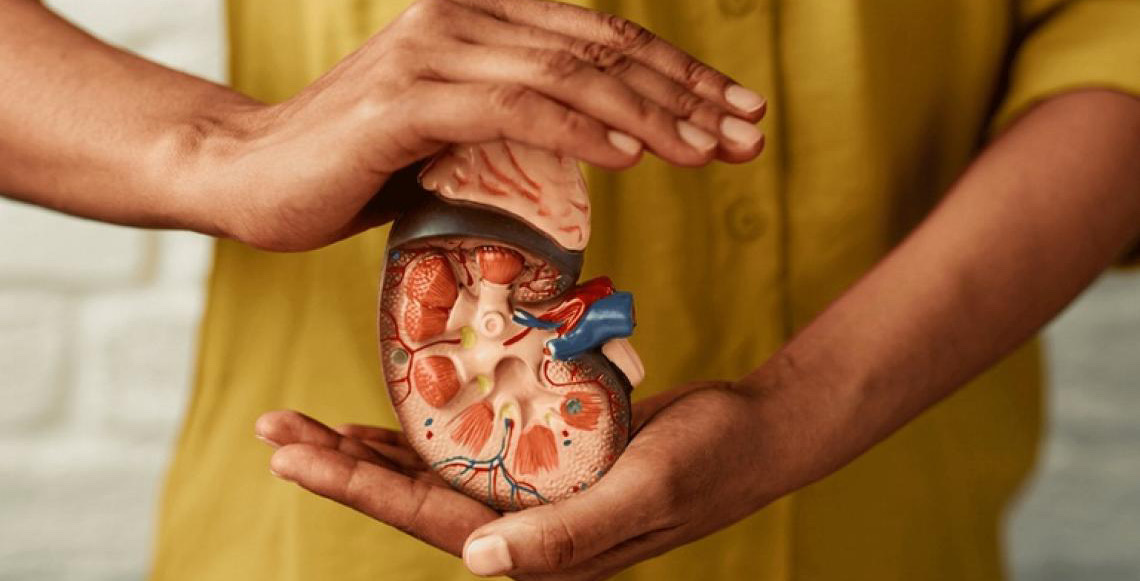 Cuidados com os rins: Como identificar sinais de alerta e prevenir complicações