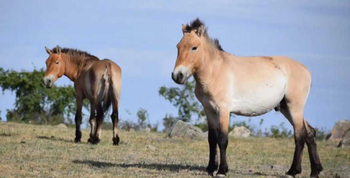 Takhi, o cavalo selvagem que virou símbolo de restauração na Mongólia