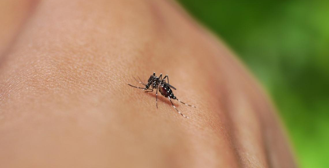 Dengue, zika, chikungunya e Oropouche: Saiba diferenças e riscos da automedicação