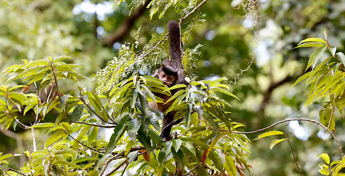 Em carta-compromisso: Entidades propõem reconhecimento de direitos da natureza 