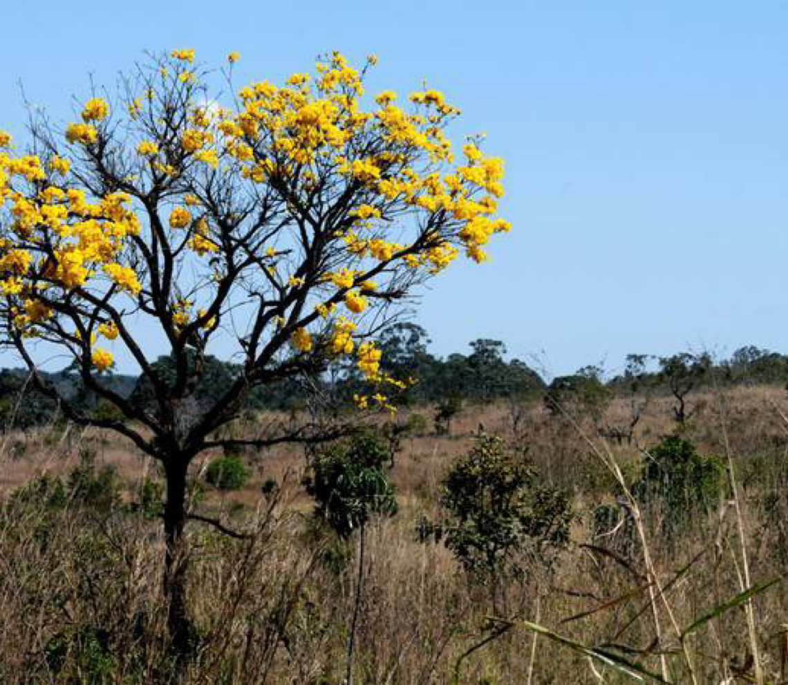 ONU premia rede brasileira voltada à preservação do cerrado