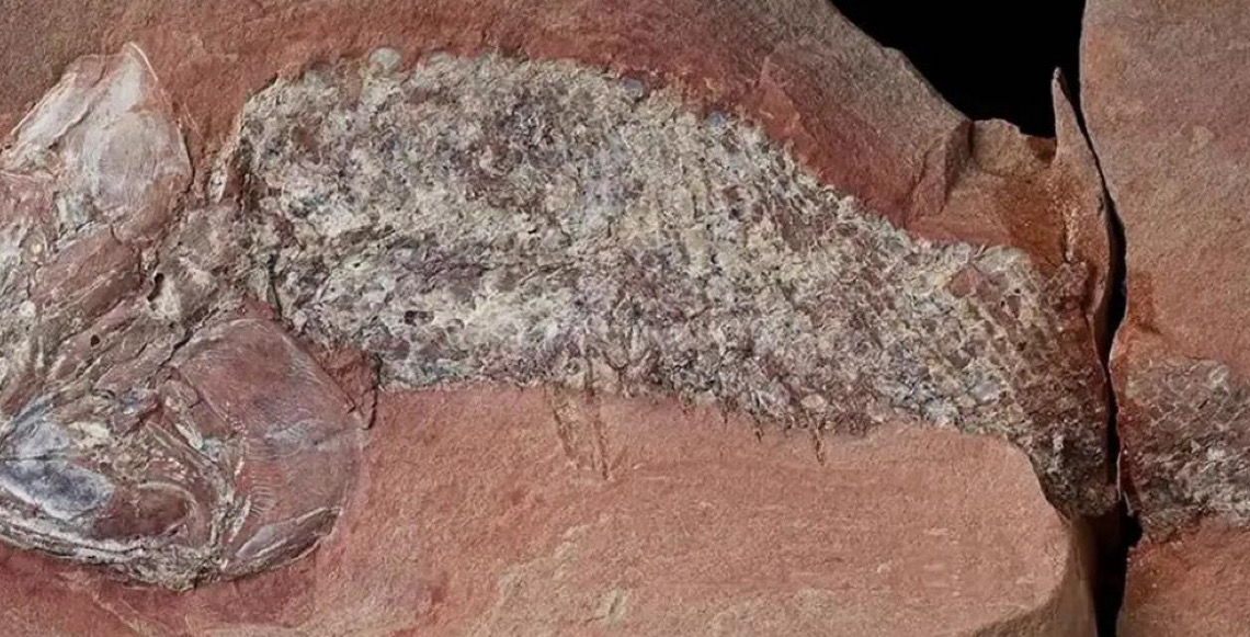 Estudo mostra fóssil de peixe pré-histórico encontrado em Mato Grosso