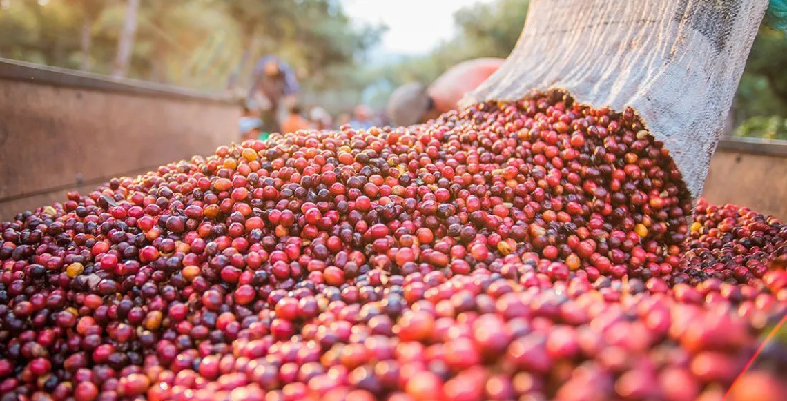 Brasil espera colheita recorde de café, mas com queda em grãos premium por causa das chuvas