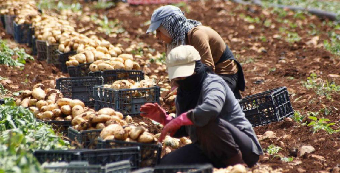 Com aumento de guerras, sistemas alimentares estão sob ataque