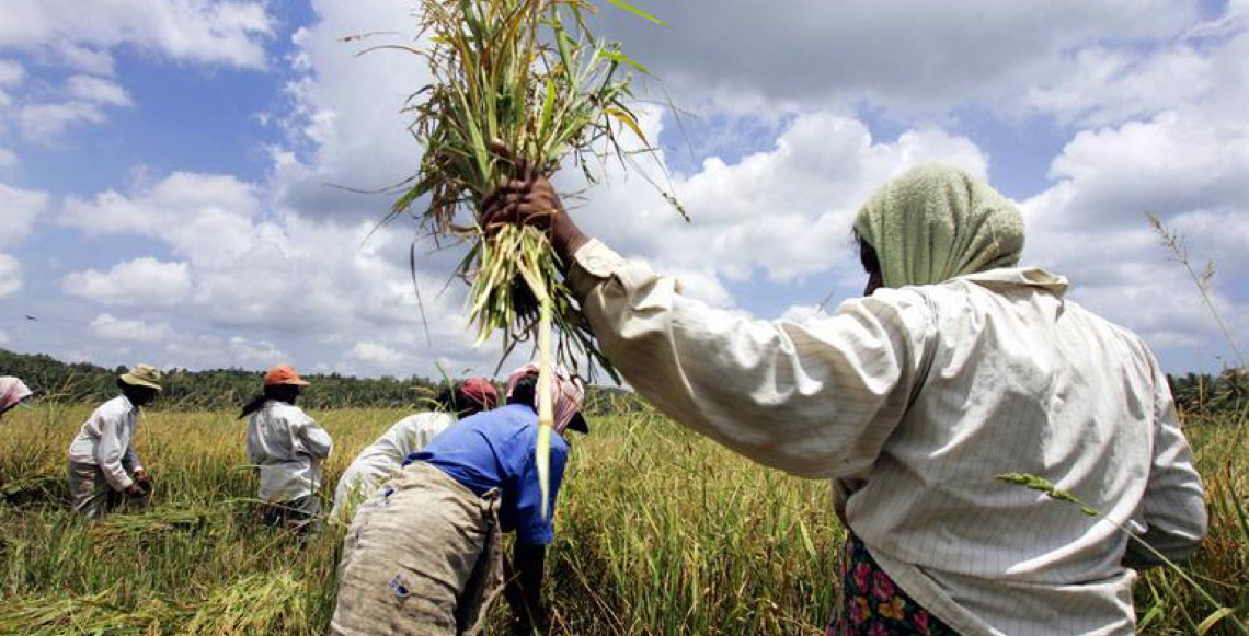 Escassez de fertilizantes pode levar a uma crise alimentar nos EUA, alerta especialista