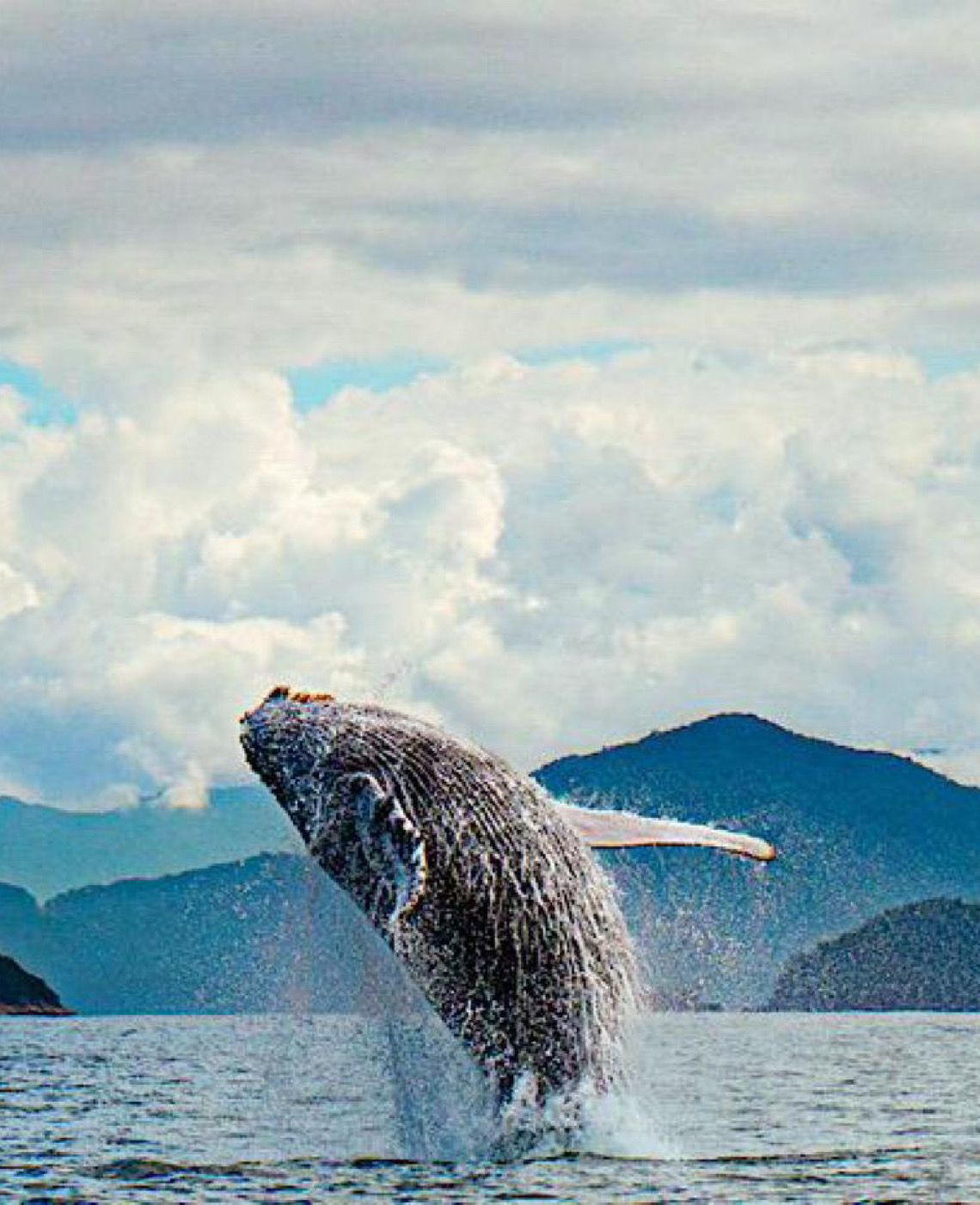 Turismo de avistamento de baleias, especialistas defendem fiscalização