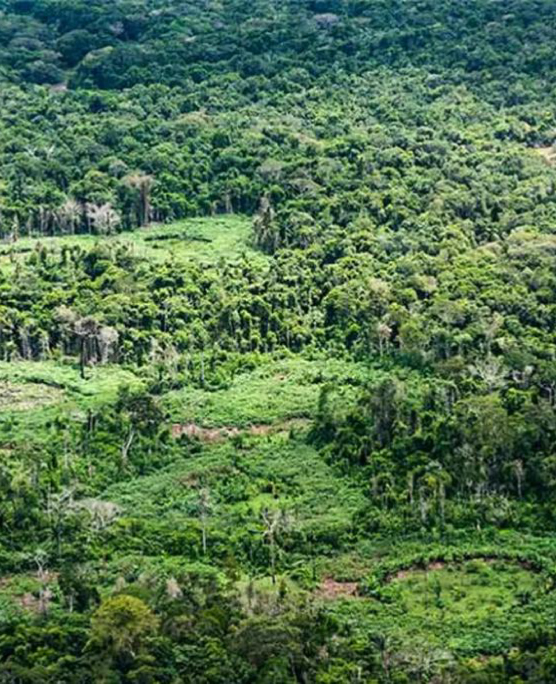 Na Terra Indígena Panará, Amazônia: Indígenas catalogam espécies para proteger biodiversidade