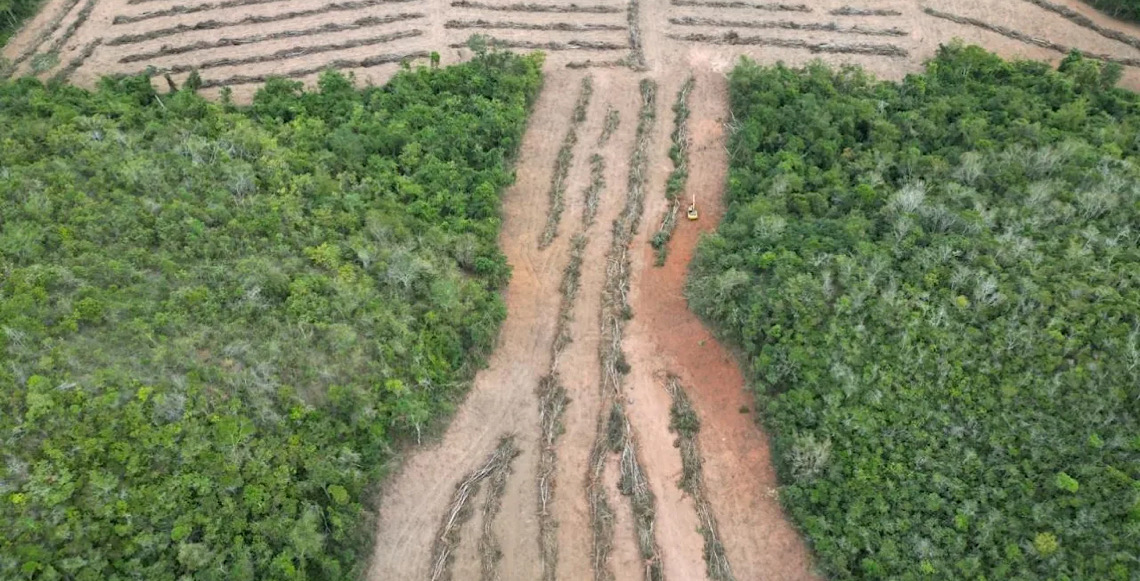 Operação Mata Atlântica em Pé embarga 3 mil hectares e aplica R$ 44 milhões em multas em MG