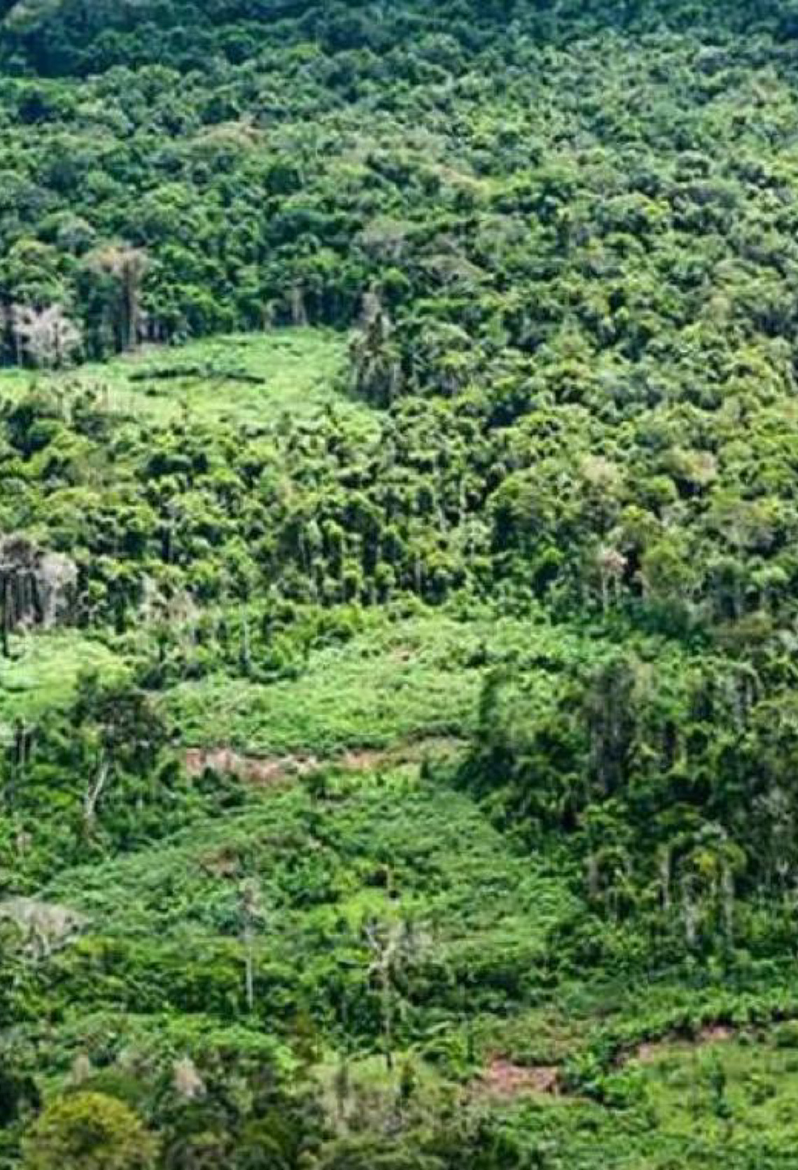 Na Terra Indígena Panará, Amazônia: Indígenas catalogam espécies para proteger biodiversidade