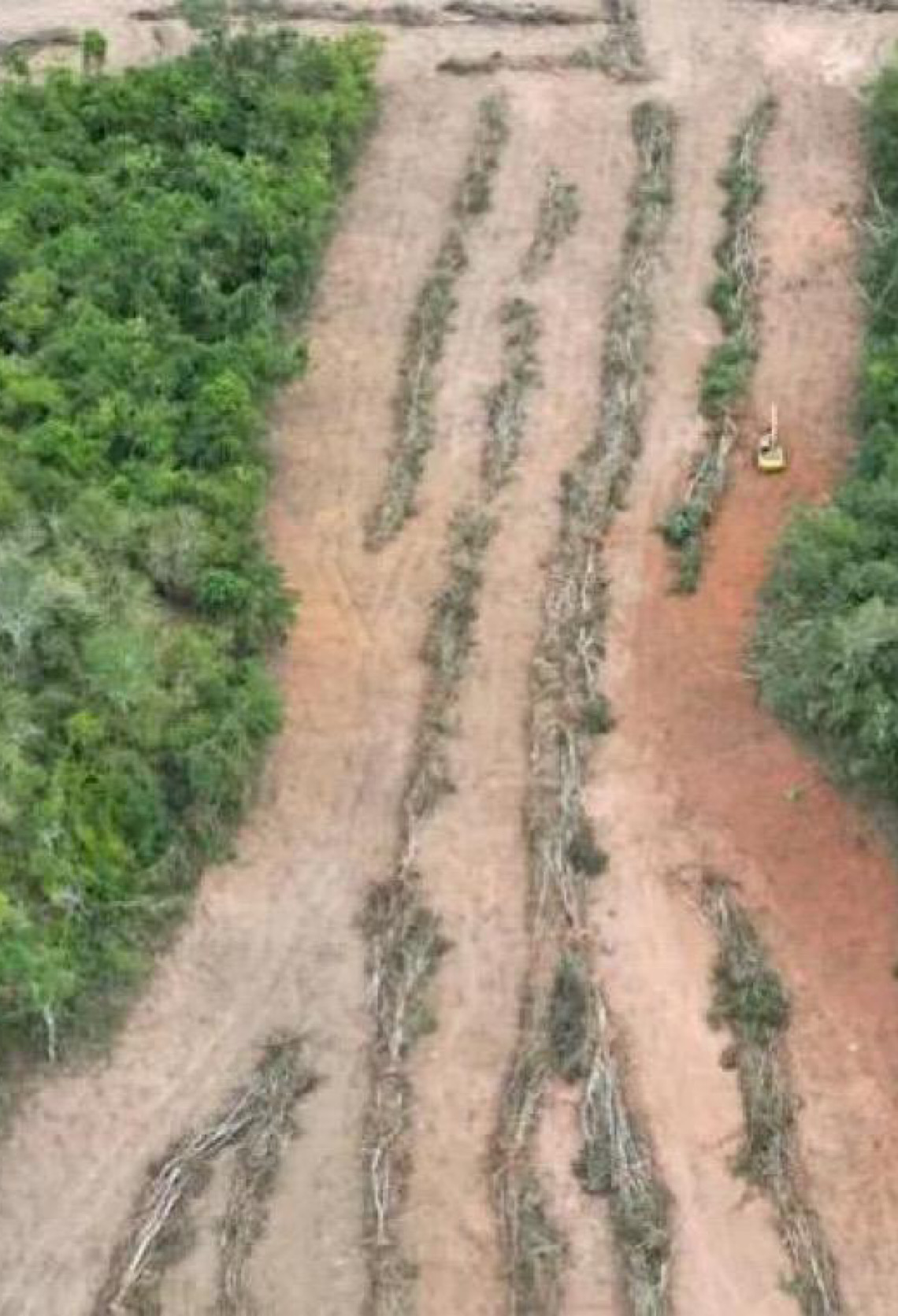 Operação Mata Atlântica em Pé embarga 3 mil hectares e aplica R$ 44 milhões em multas em MG