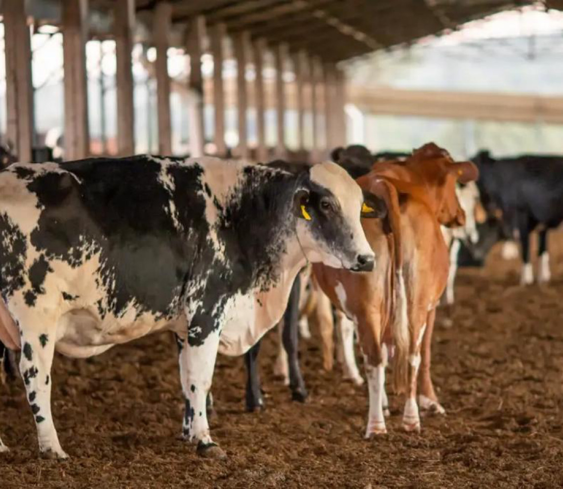 União Europeia suspende carnes do Brasil; entenda impacto e próximos passos
