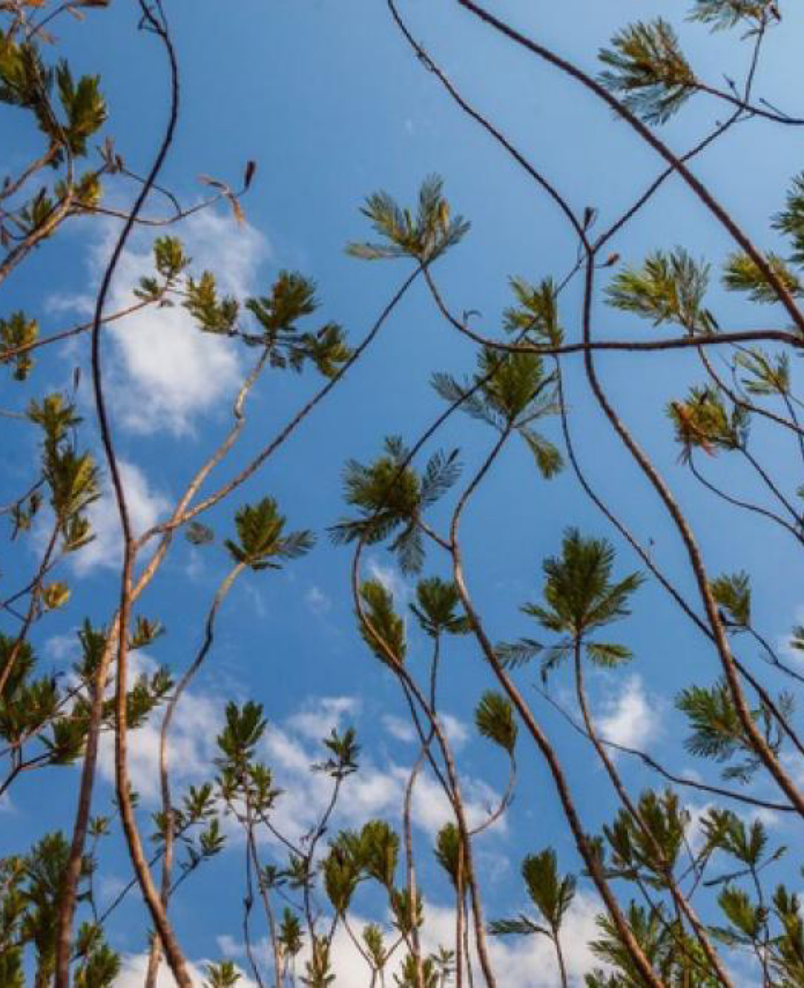Conheça o Caminho dos Veadeiros, uma travessia pelo coração do Cerrado