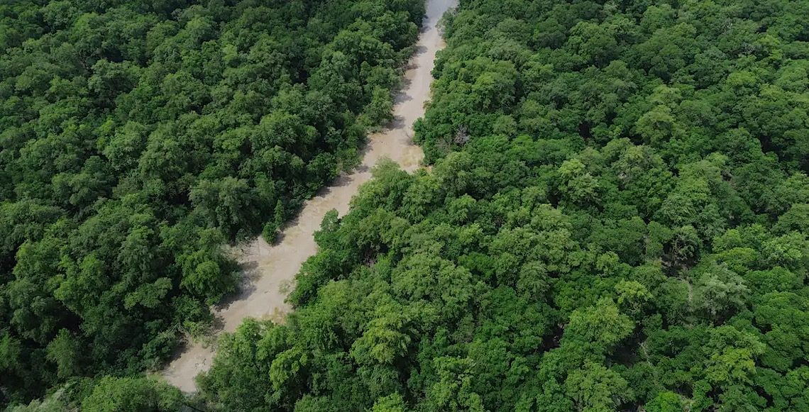 No Dia da Amazônia, campanha pede que eleitor vote por floresta em pé 