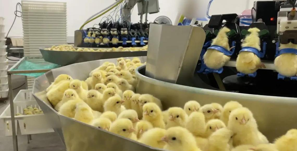 Investigação da Mercy For Animals expõe trituração de pintinhos na indústria de ovos