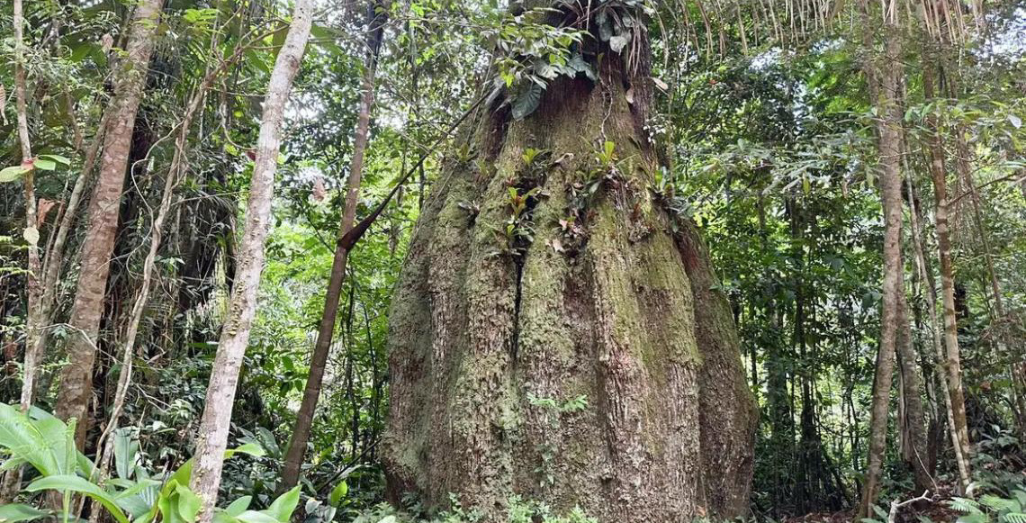 Amazonas ganha quatro reservas de desenvolvimento sustentável