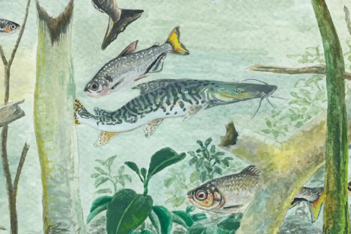 Bacia Amazônica tem mais de 2,7 mil espécies de peixes, aponta estudo