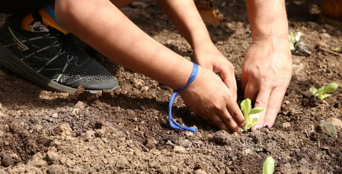Entidades pedem apoio de candidatos à eleição deste ano em defesa da agroecologia