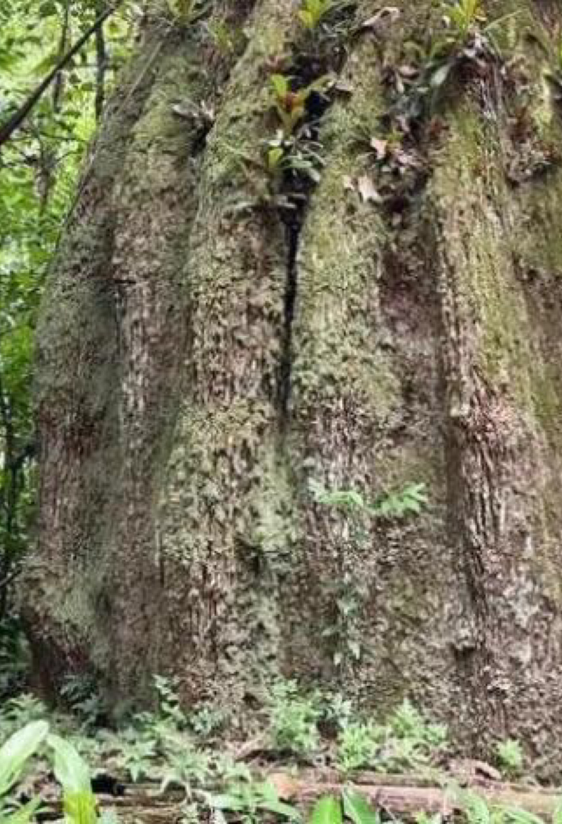 Amazonas ganha quatro reservas de desenvolvimento sustentável