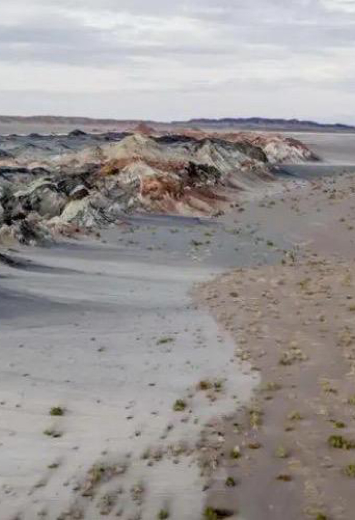 Fungos podem restaurar terras degradadas e combater crise climática