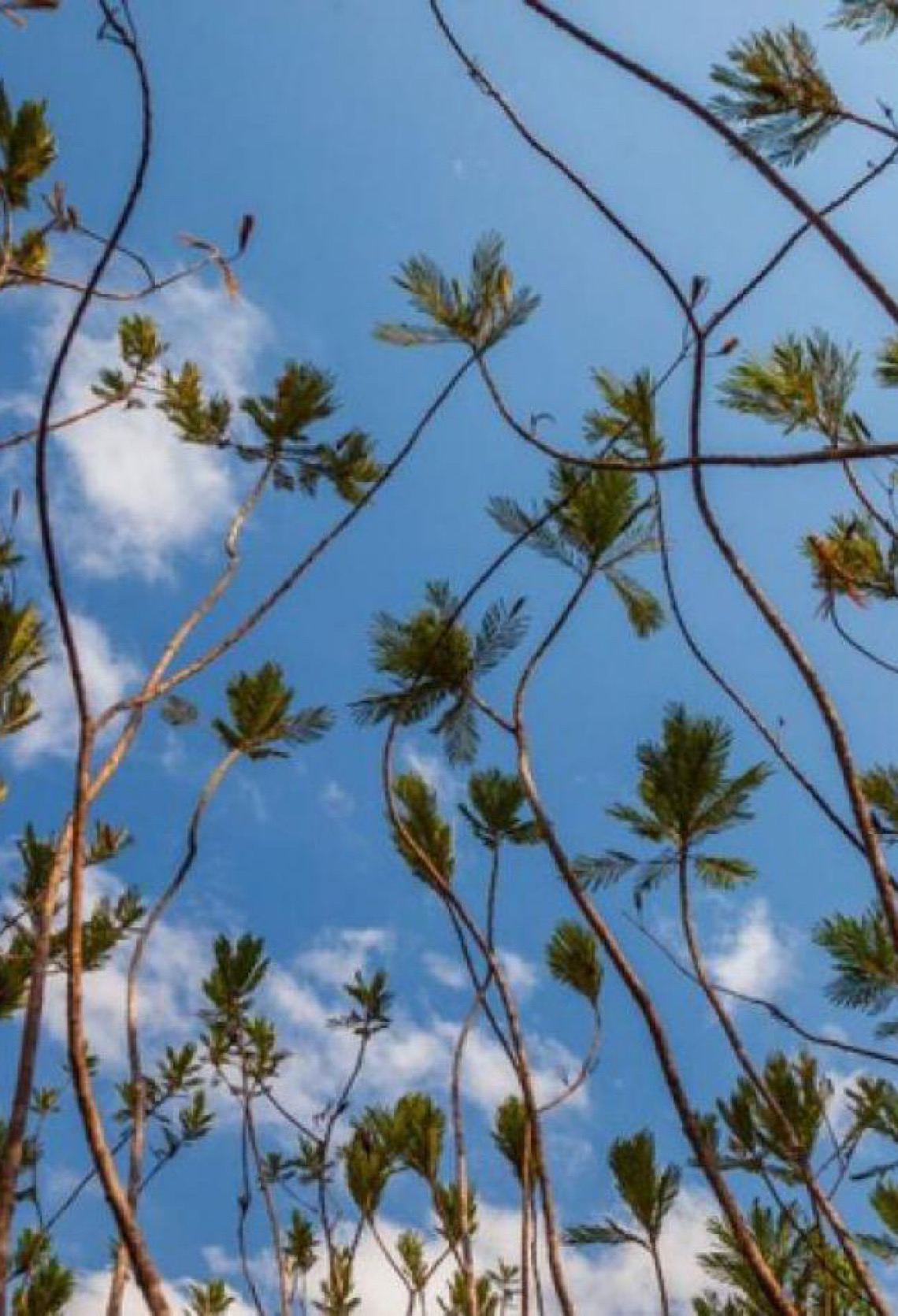 No Brasil: Conheça o Caminho dos Veadeiros, uma travessia pelo coração do Cerrado