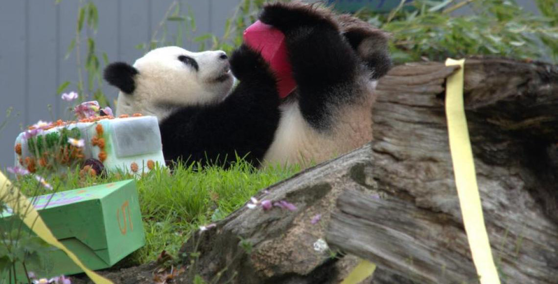 De tímida a sensação: Panda-gigante Qing Bao encanta público ao completar 5 anos em Washington, DC