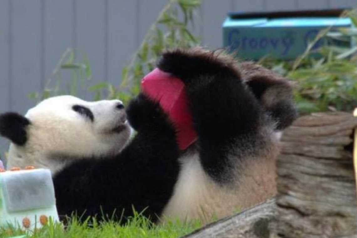 Panda-gigante Qing Bao encanta público ao completar 5 anos em Washington, DC