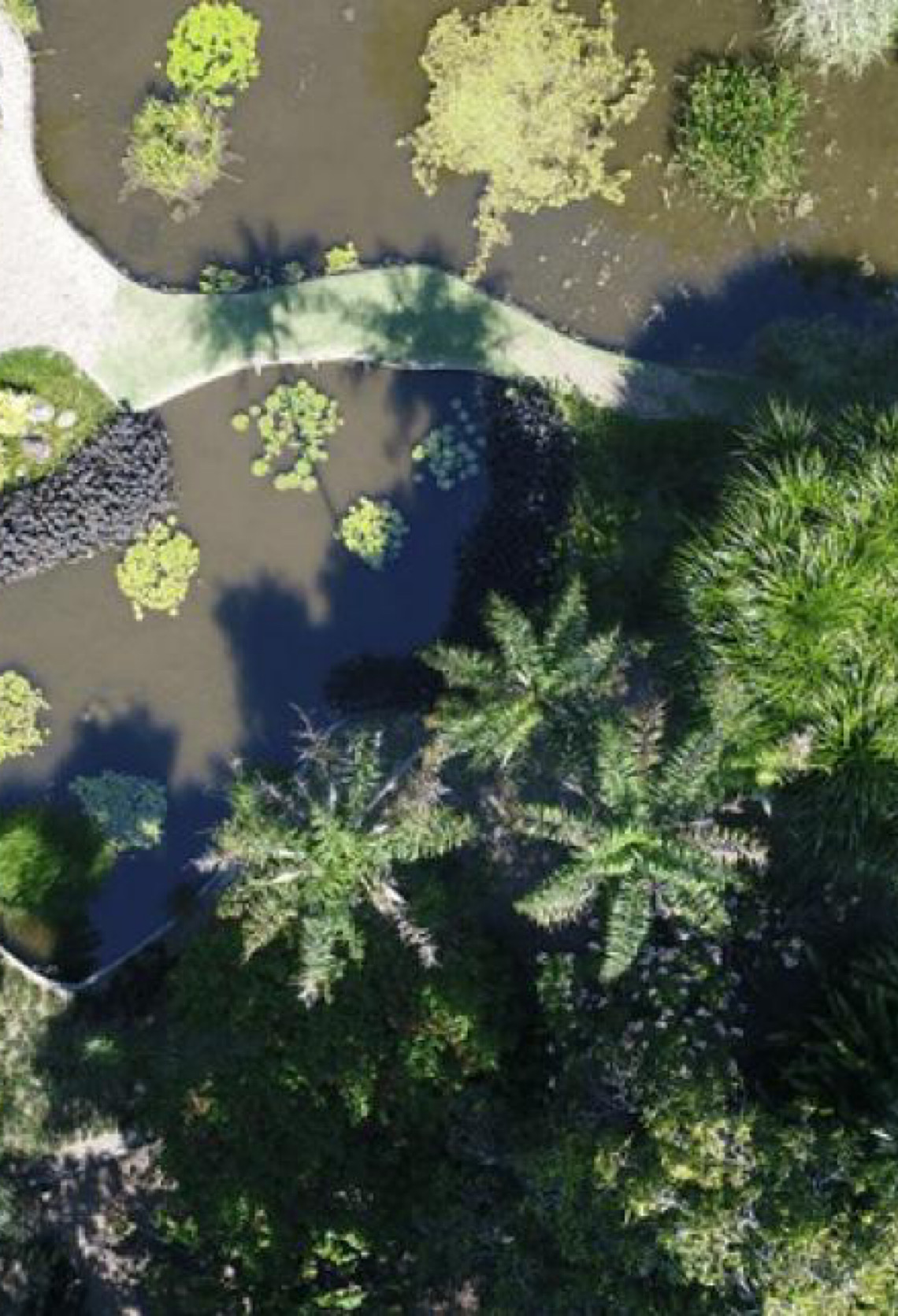 Conheça o Sítio Burle Marx, primeiro jardim tropical modernista reconhecido pela Unesco