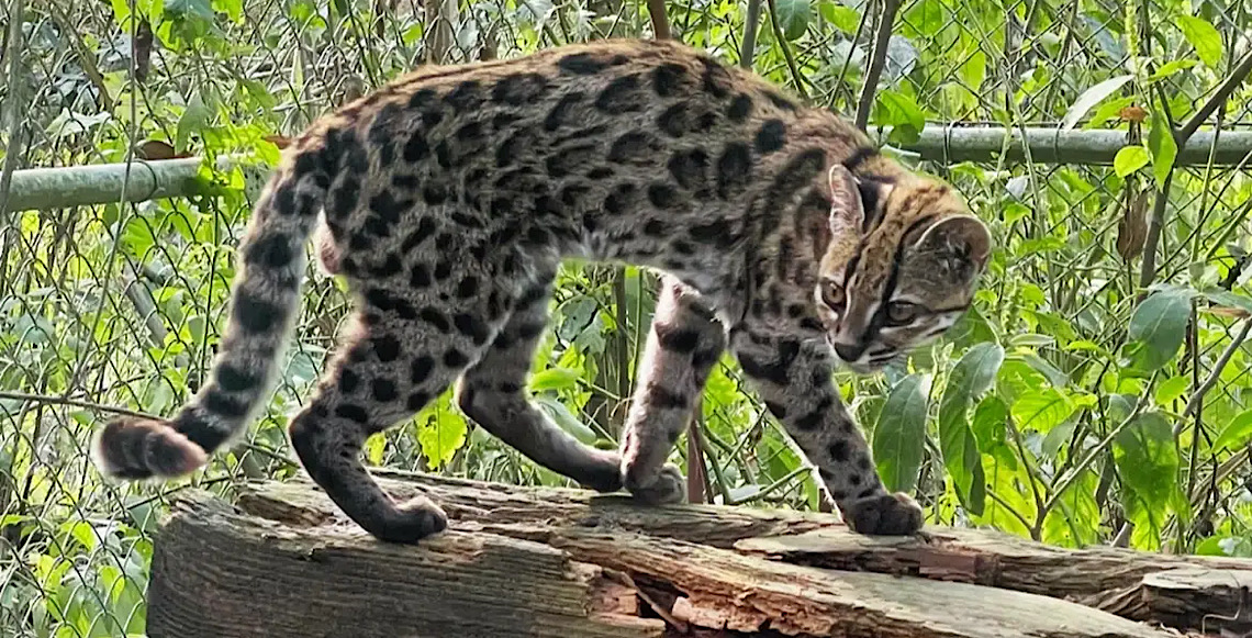 Nova espécie de felino, batizado de Leopardus tilcayo, é identificada em florestas da Bolívia 