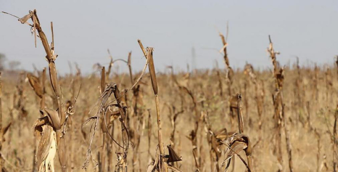 Sistemas alimentares resilientes podem combater choques do clima, diz relatório