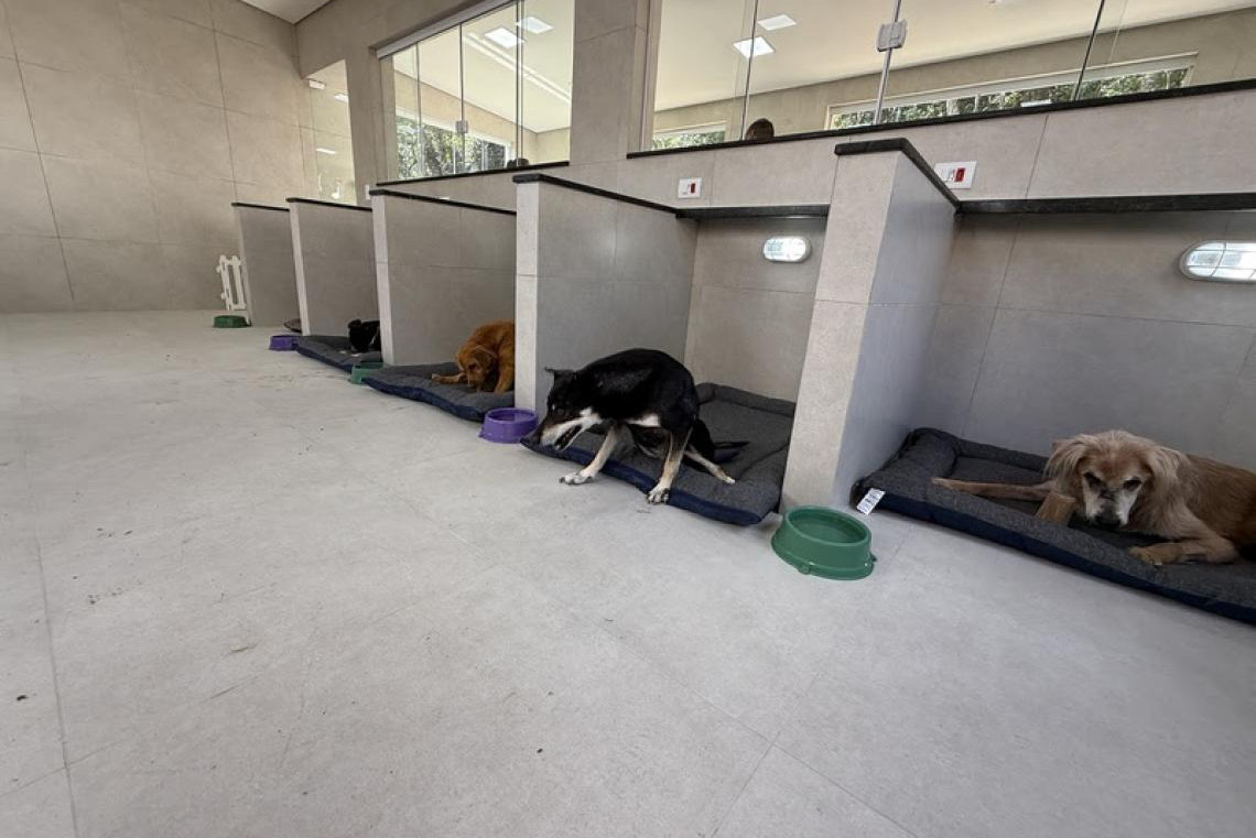 Custo de cuidar pesa no bolso e já faz 56% dos tutores abrirem mão de cuidados com pets