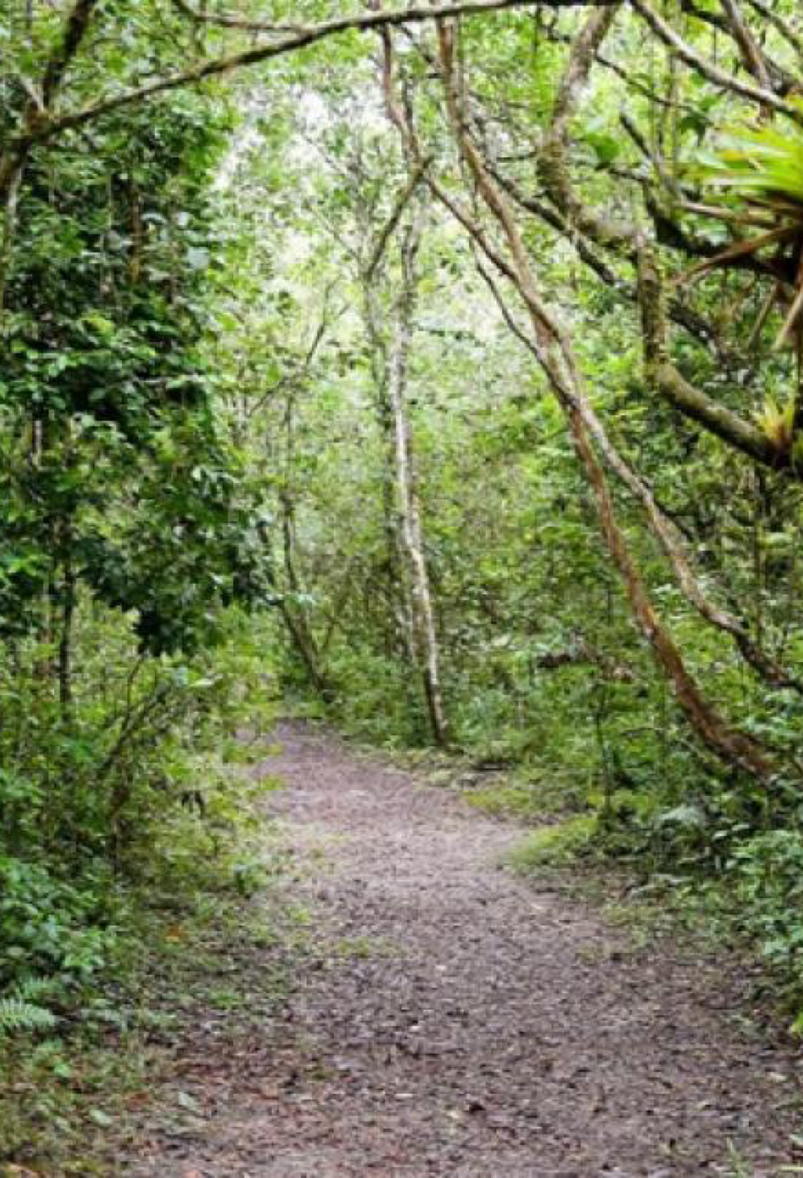 Mata Atlântica: Patrimônio Mundial reúne florestas, cavernas e ilhas entre São Paulo e Paraná