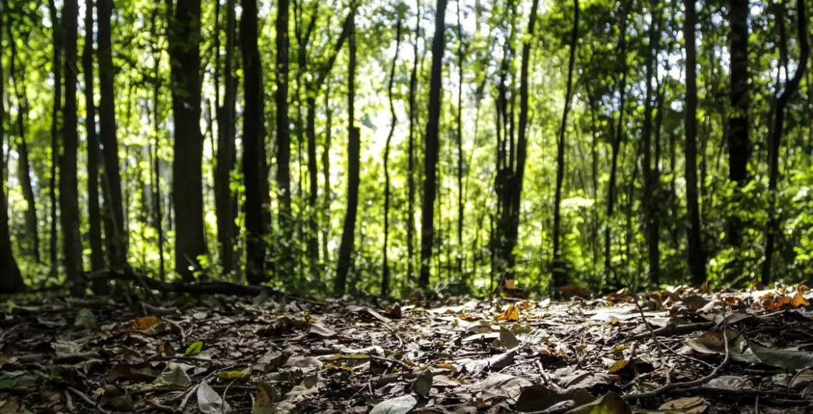 Produção florestal no Brasil alcança recorde de R$ 47,9 bilhões em 2025