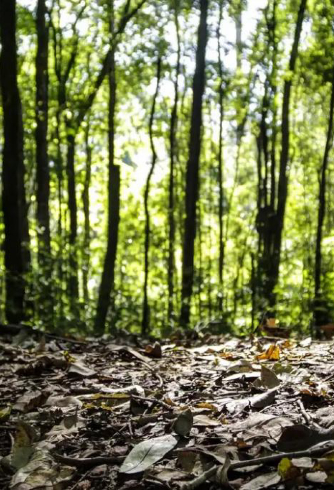 Produção florestal no Brasil alcança recorde de R$ 47,9 bilhões em 2025, revela o IBGE