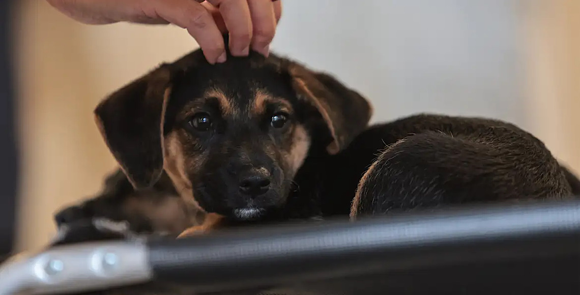Ciência prova: Cães processam a fala de forma parecida com os humanos